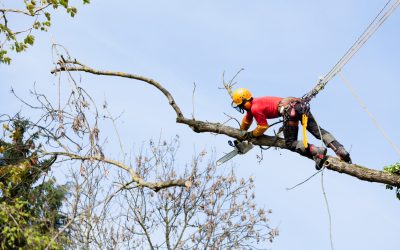 Signs It’s Time to Call for Tree Removal (Before It Causes Damage)