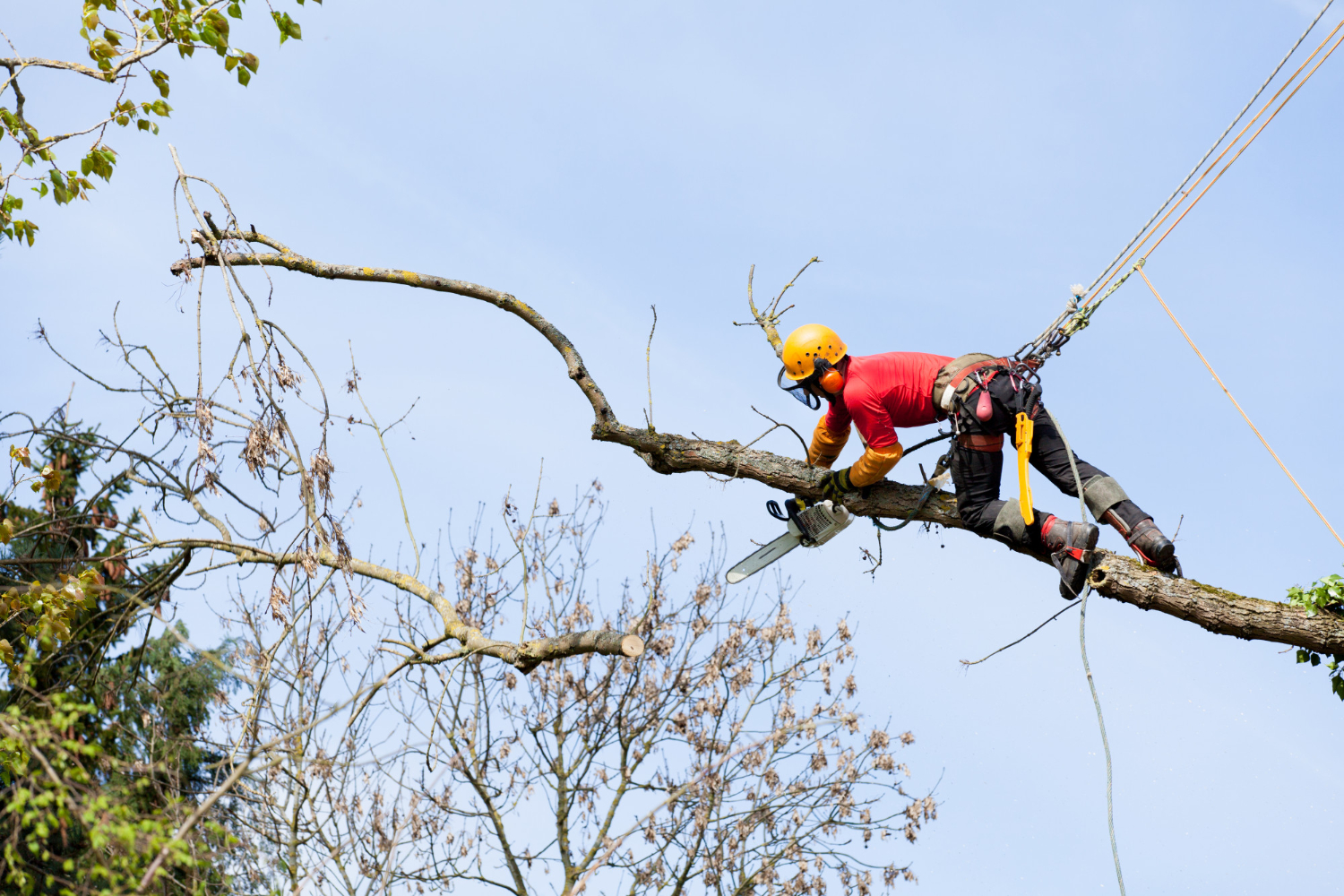 Arborist in safety gear uses a chainsaw to cut a tree branch while secured with ropes high above the ground.