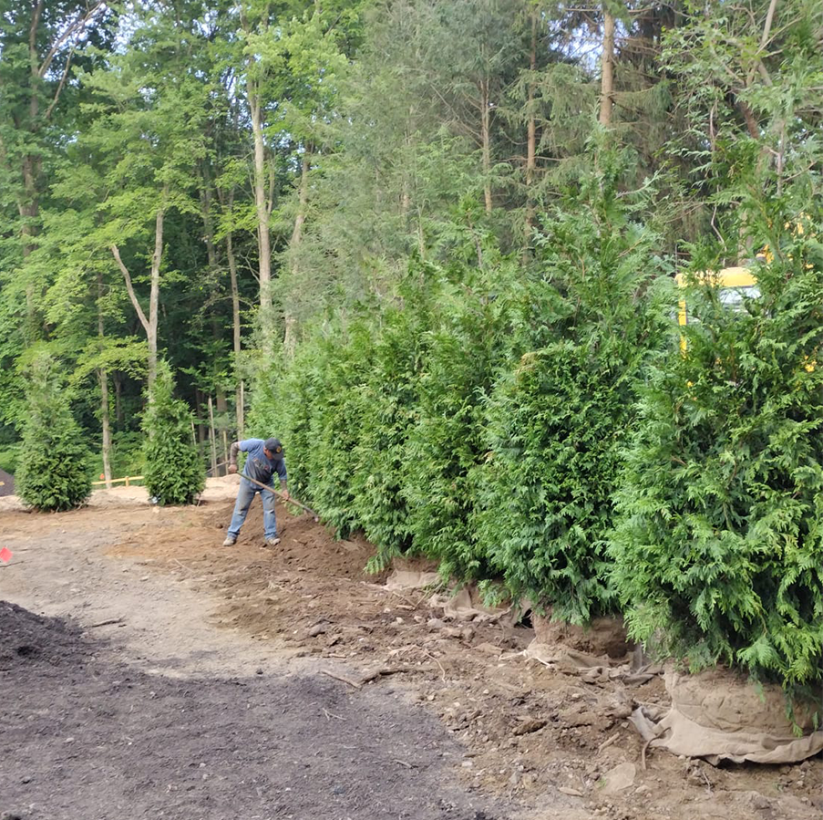 Landscaping Company in Norwalk CT. A person planting large evergreen trees in a row along the edge of a wooded area.