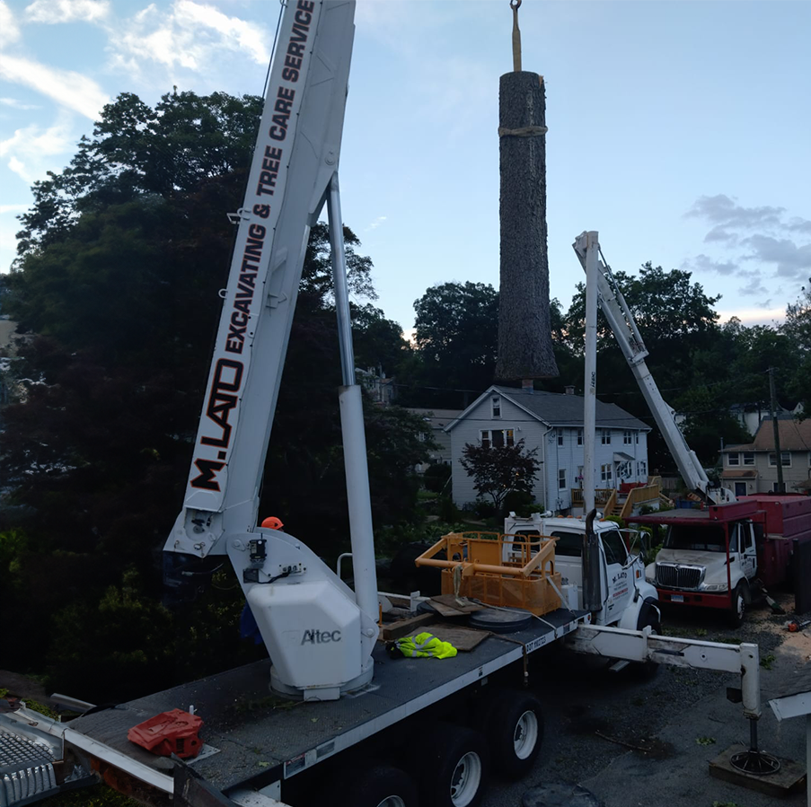 Two crane trucks remove a tall tree trunk near houses with workers and safety gear visible.
