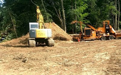 Why Professional Tree Services Are Essential for Your Property