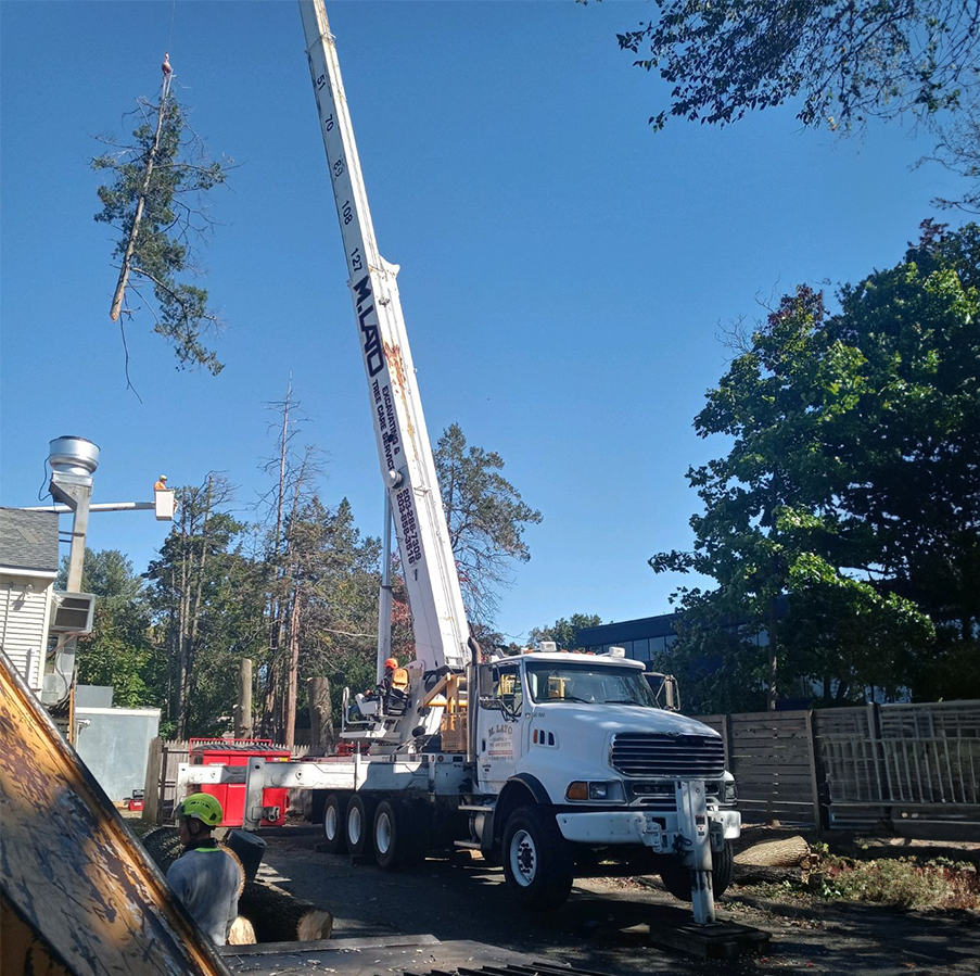 A crane lifts a large tree while workers supervise at a tree removal site on a sunny day.