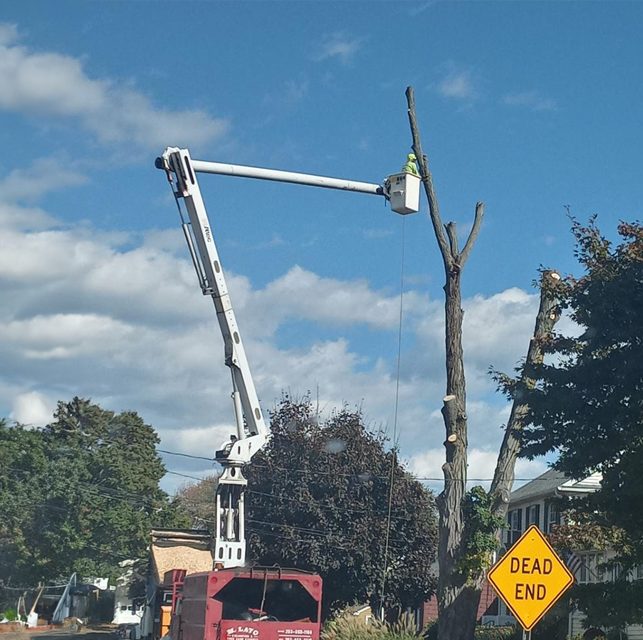 A worker in a bucket truck trims a tall tree next to a "Dead End" street sign under a blue sky.