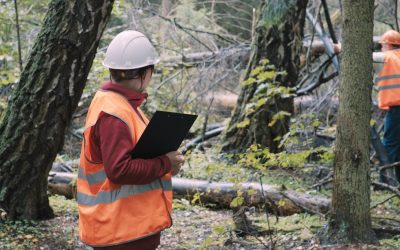 Tree Assessment 101: How Professionals Evaluate Tree Health Before Trimming or Removal