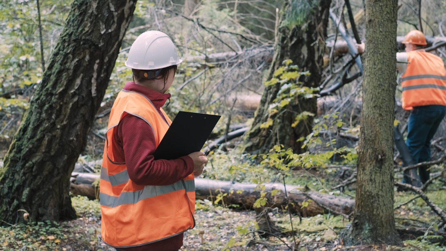 165 Person in a hard hat and safety vest holding a clipboard, observing logging work in a forest.