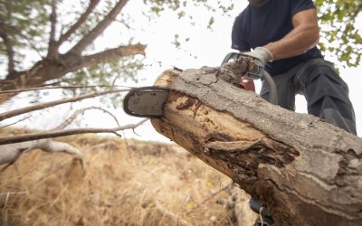 Stump Grinding vs. Stump Removal: Which Option Is Better for Your Yard?